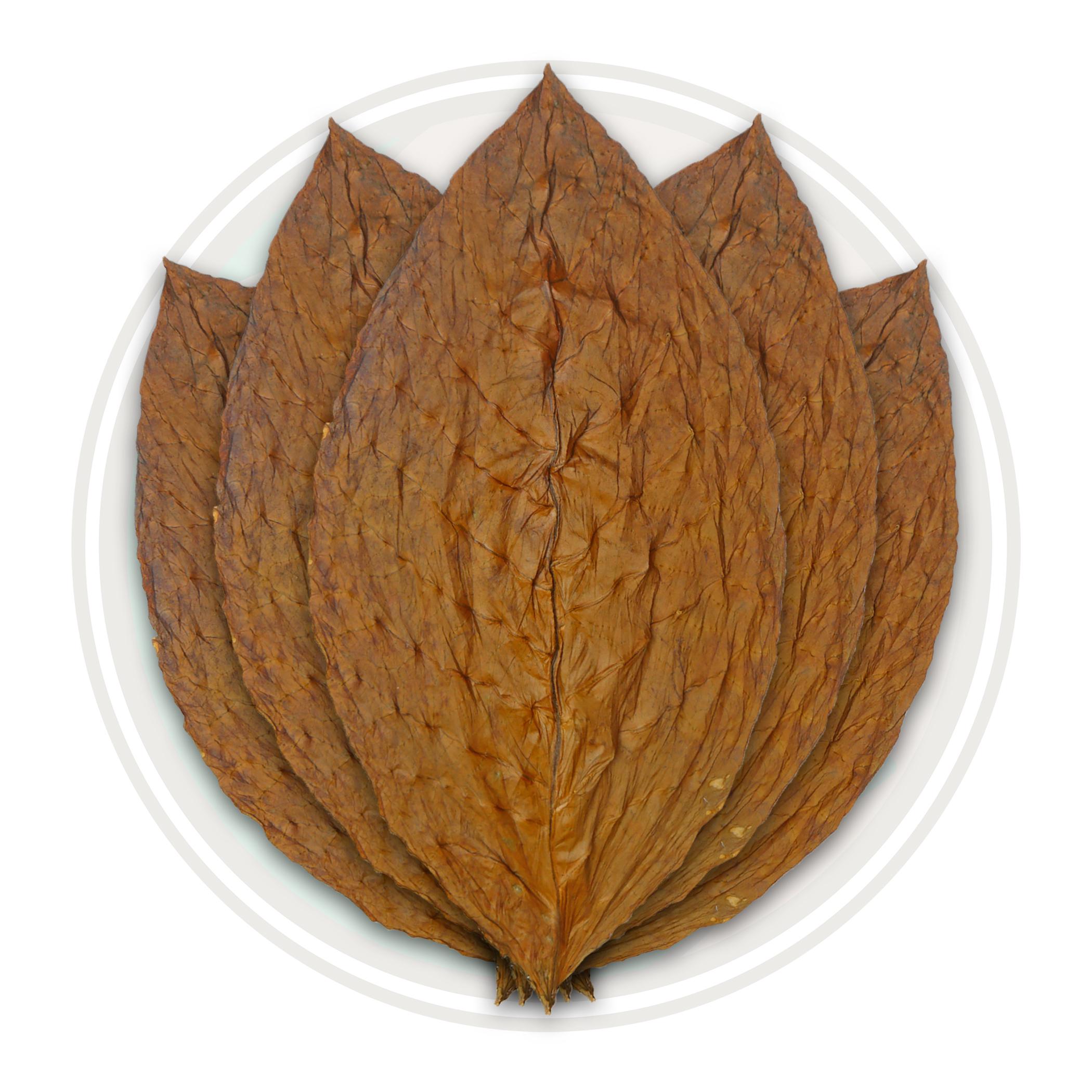 Connecticut Havana Primed Cigar Leaf Connecticut Havana Primed Cigar Leaf